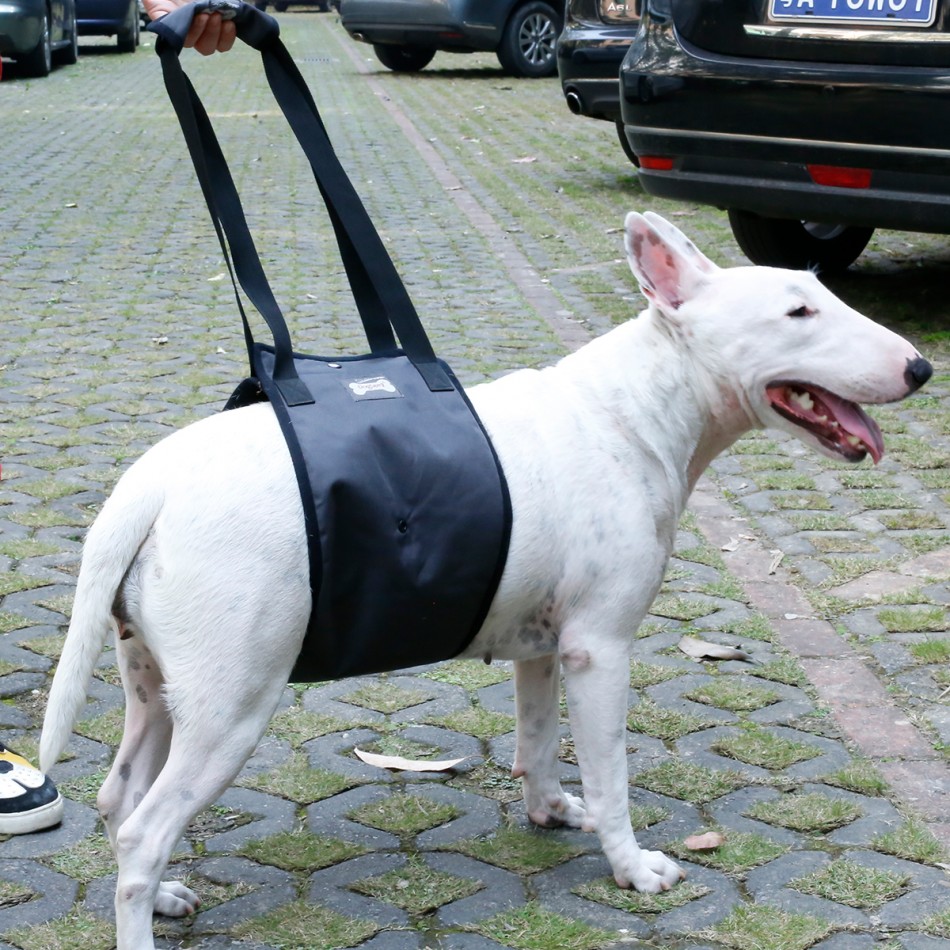 Dog support harness passing through the thoracic-abdominal area / Нагръдник за подпомагане на кучета, минаващ през гръдно-коремната област 