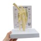 Анатомичен макет на колянна става / Anatomical model of the knee joint