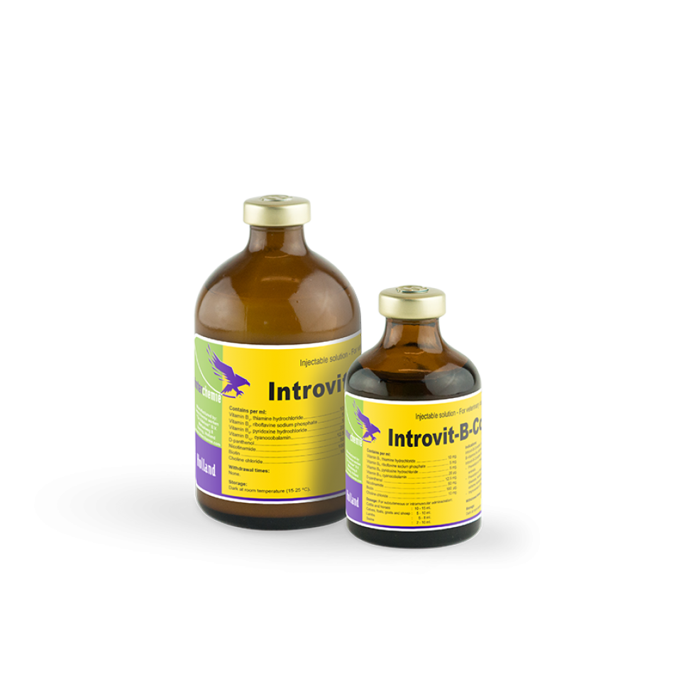 Introvit B-Complex / Интровит-Б-Комплекс / 100 мл - флакон